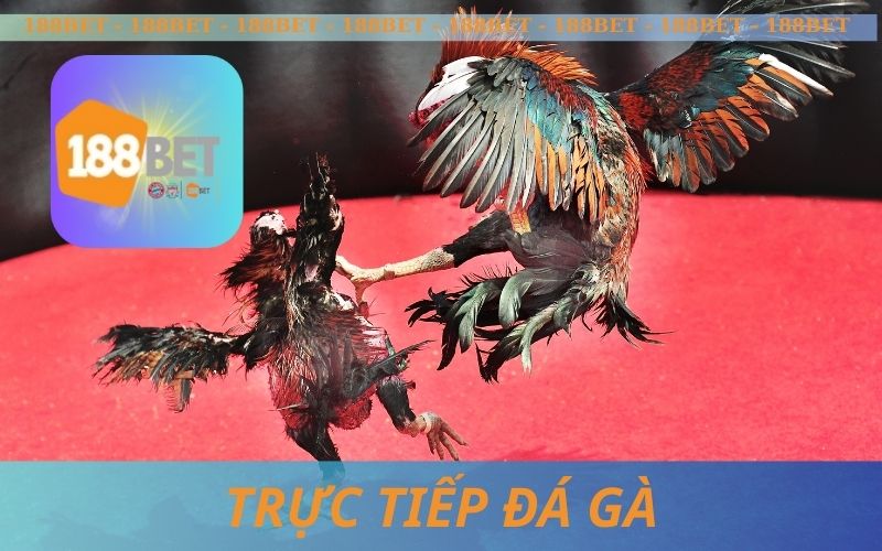TRỰC TIẾP ĐÁ GÀ 24/7 TRÊN 188BET
